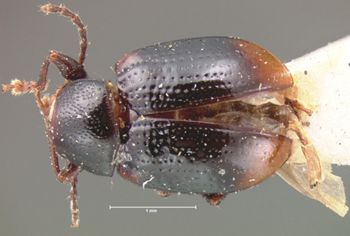 Media type: image; Entomology 9788   Aspect: habitus dorsal view